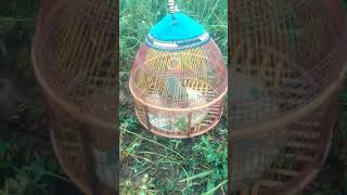 Download lagu teetar ke awaz teetar sound Ep5 village birdslover #multan birds mp3 Download lagu teetar ke awaz teetar sound Ep5 village birdslover #multan birds mp3