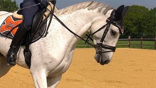 Kraft der Natur: Kräutersäfte von Nature's Best unterstützen die Gesundheit von Pferden.