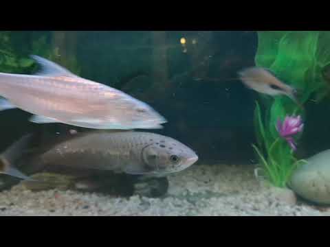 African arowana Heterotis niloticus aquarium