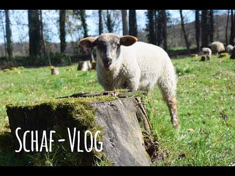 Schaf-Vlog #001 | Besuch bei den Schafen | Die Schafe