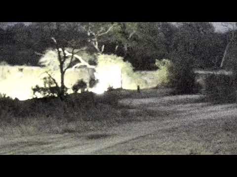 Djuma: Tingana male leopard quietly walks by followed by Hyena - 18:56- 08/21/18