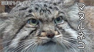 世界最古のねこちゃんに会った動画。　那須どうぶつ王国