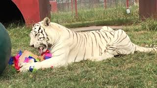 Bonnie Memorial - CARE Rescue Texas