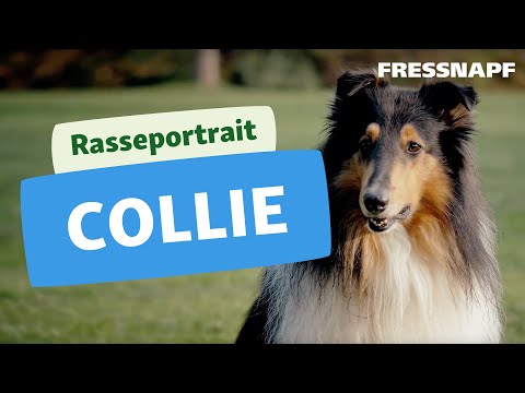 Collie Rasseportrait | FRESSNAPF