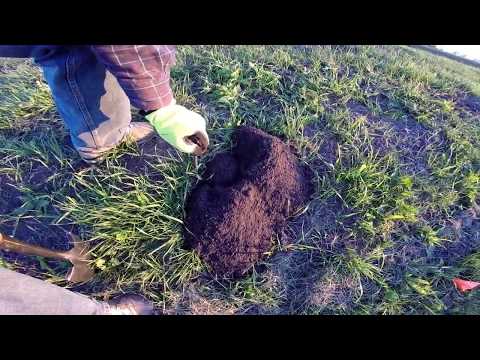 The best way to trap pocket gophers