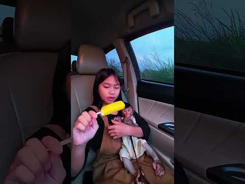 Momen CIA Paling suka & tidak sabar kalo udh liat eskrim pisang 🤭 #shortvideo #short #monkey #monyet