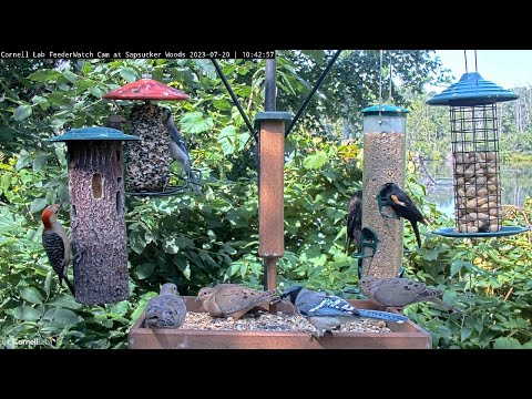 Diverse Bird Feeding Action! Cornell Feeders Teeming With Several Species – July 20, 2023