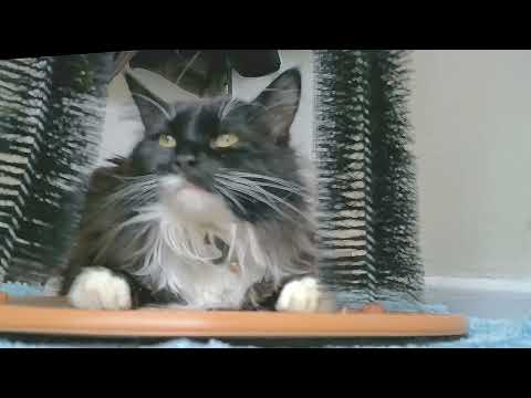 Catnip bliss - Mr. Darcy, tuxedo cat