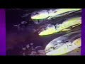 America S Funniest Home Videos Singing Fish