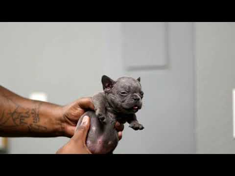 VENOM  xx  GUCCI beautiful pup TEU'S own BUNDT CAKE