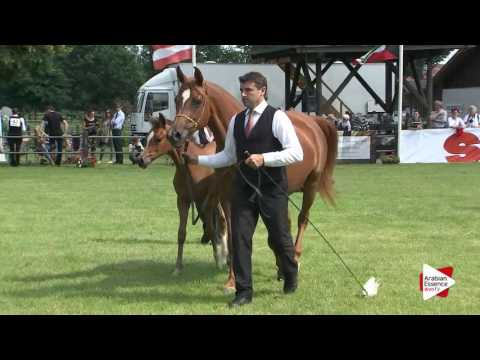 Strohen 2016 - Class 1-5 Foals