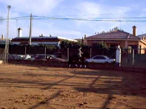 7 years old Andalusian Stallion