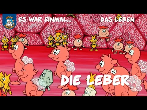 Die Leber (Es war einmal... das Leben | Ausschnitt)