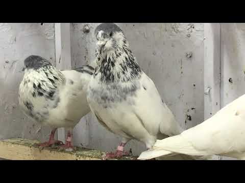 Pigeon For Sale In Rawalpindi