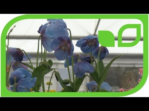 Meconopsis - die blaue Mohnblume