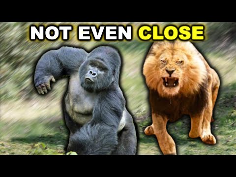 LION vs GORILLA - Not Even Close