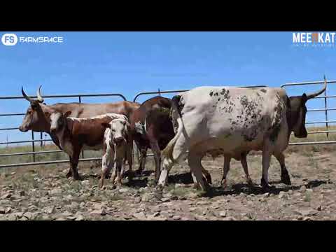 Regainer Nguni Auction - Lot 46 (Commercial)