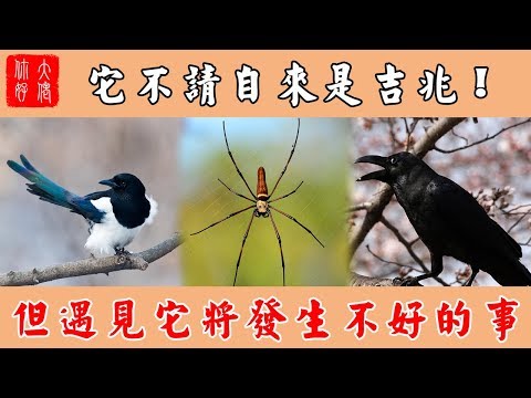 喜鵲預兆