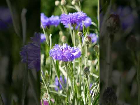 Heimische Wildblumen vs. Ziermischungen: So schaffst du echte Artenvielfalt