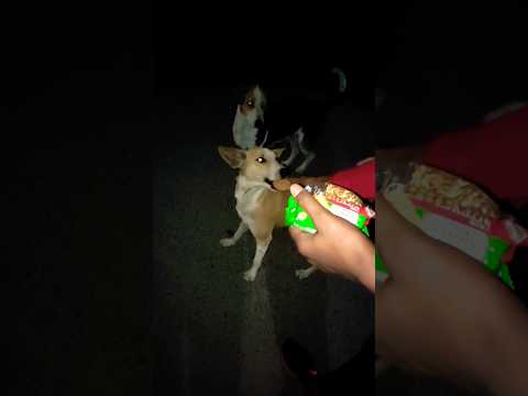 Feeding Poor Street Dog's❤️❤️ #14 #streetdogs #helpingdogs #poor dogs  #ytshorts