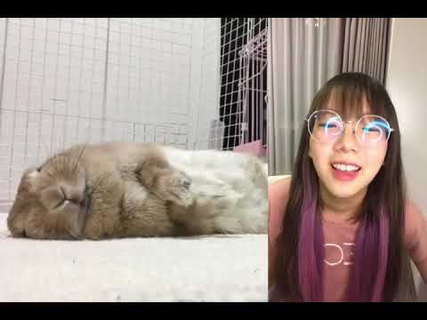 Kita SUMOMO กระดิกจมูก