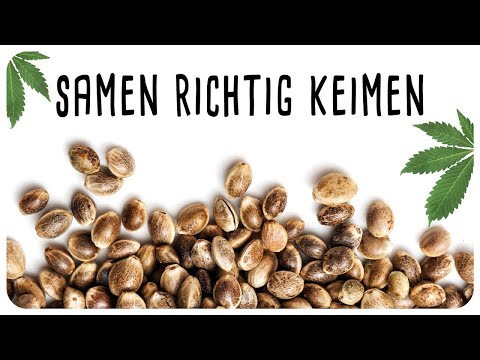 Samen richtig keimen lassen - WAS KANN SCHIEFGEHEN 😐❓