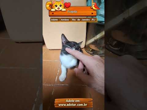 Vídeo de Frajola