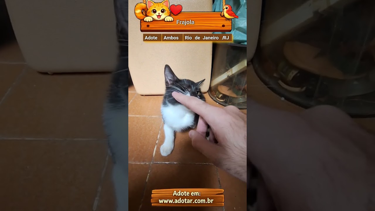 Gato raça SRD-ViraLata idade 2 a 6 meses nome Frajola