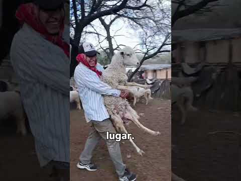 Santa victoria este ,Salta ¿Así se vive realmente en el campo?#campo #salta #chaco