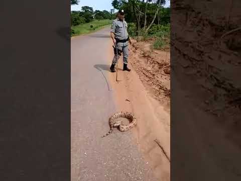 Cobra assusta policial na Estrada da Sama