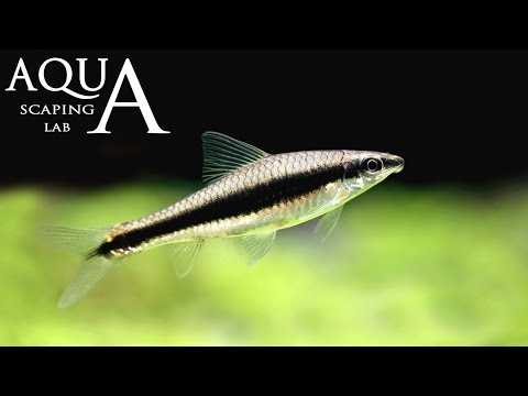 Aquascaping Lab - Crossocheilus Siamensis algae eater description / mangia-alghe siamese descrizione