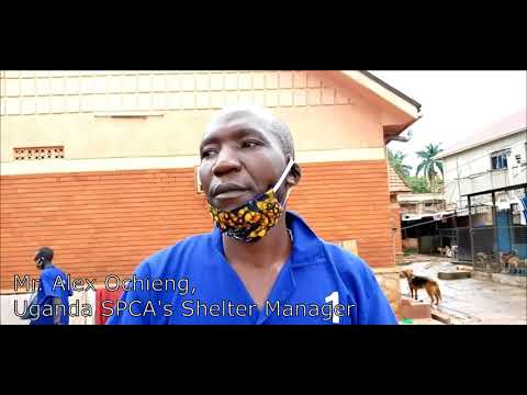 Help Us Transform Uganda SPCA Haven Animal Shelter
