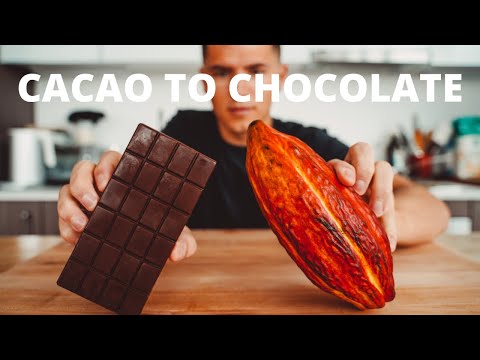image-What plant chocolate comes from?