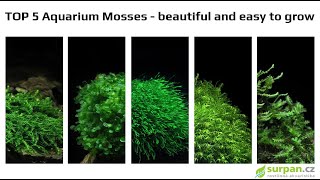 Top 5 Aquatic Mosses are beautiful and easy to grow | SURPAN.cz