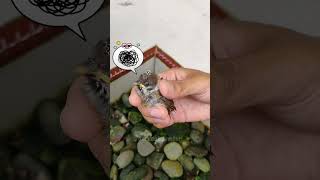 Download lagu Anak Burung Gereja jatuh dari sarangnya 😰 | Barudak Lembur mp3