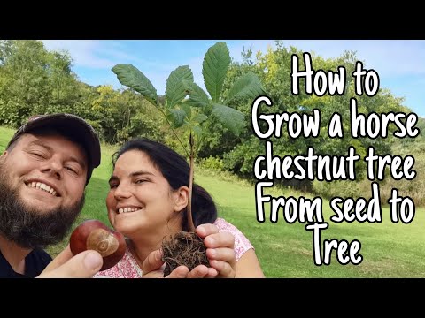 How To Grow A Horse Chestnut Tree From Seed To Tree Easy Step By Step Guide 🌲