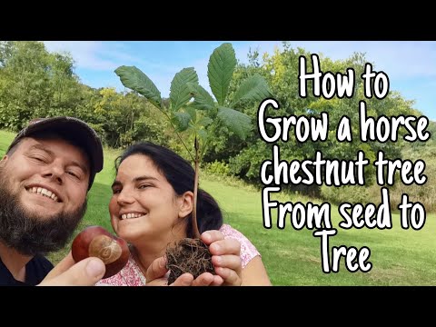 YouTube video about: How long does a horse chestnut tree live for?