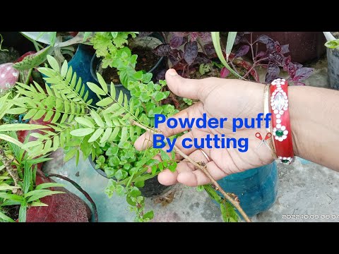 How to grow Powder puff plant by cutting, easy propagation