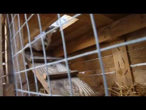 comment construire une cage a lapin en bois