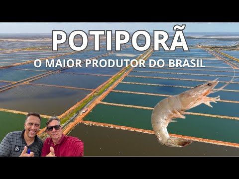 POTIPORÃ o maior produtor de camarão do Brasil