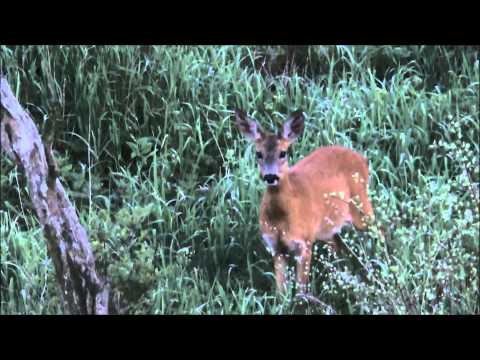 Einen braven Sechser in Masuren erlegt