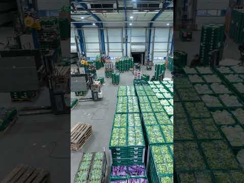 Im Lager von Gemüsering ist täglich viel in Bewegung. Waren werden sortiert und vorbereitet, Abläufe koordiniert.