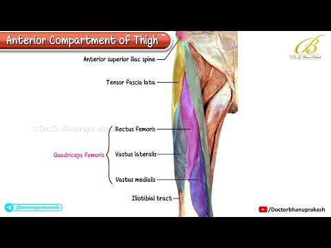 Anterior Compartment of the Thigh Cadaveric Anatomy (Muscles, Nerves & Arteries) | USMLE Step 1