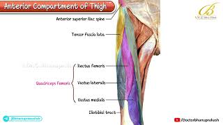 Anterior Compartment of the Thigh Cadaveric Anatomy (Muscles, Nerves & Arteries) | USMLE Step 1