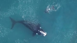 עולמות מים מרגיעים | המקום הפראי | BBC Earth