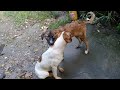 Sibling Stray Pups Eating Fried Chicken Rice Rainy Day Siblings Fight Mountain Village Anime Viral