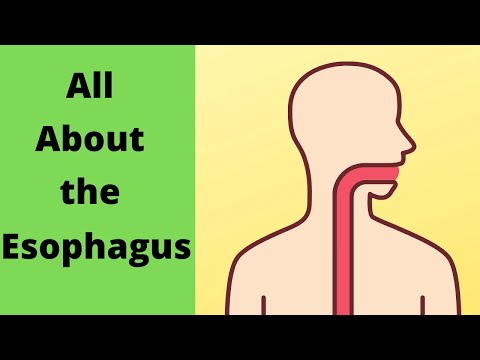 All about the Esophagus