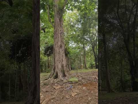 caucasia por la zona boscosa entre liceo caucasia y liceo consejo #shorts