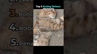 Download lagu Top 5 Kucing Terlucu Moments 😂 mp3