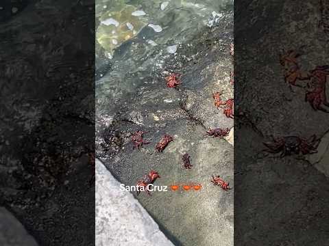 Hay tantos cangrejos en Santa Cruz #ecuador #santacruz #galapagos